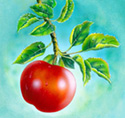 apple hanging on tree illustration illustration